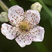 Blackberry flower