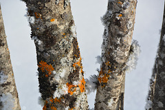 lichens givrés