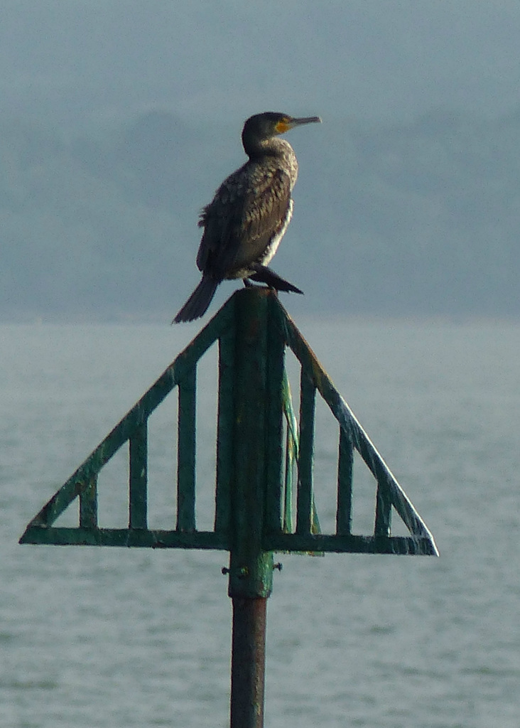 Cormorant (2) - 26 May 2016