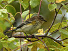 Yellow-rumped Warbler