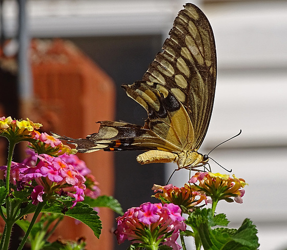 Giant Swallowtail (Papilio cresphontes)