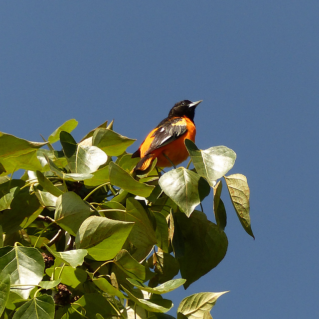 Splash of colour from a Baltimore Oriole