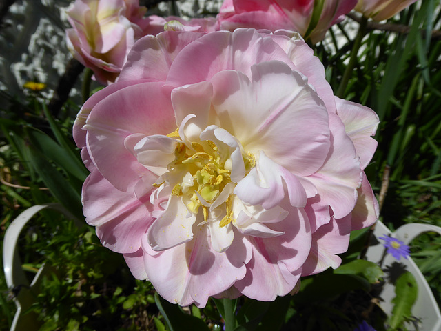 fleurs du jardin