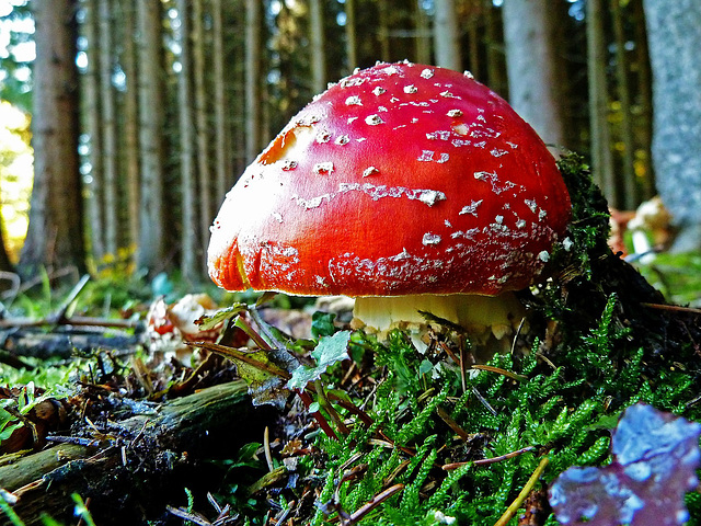 #30 - digipic - Amanita muscaria - Fliegenpilz - 9̊ 6points