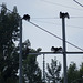 Turkey vultures
