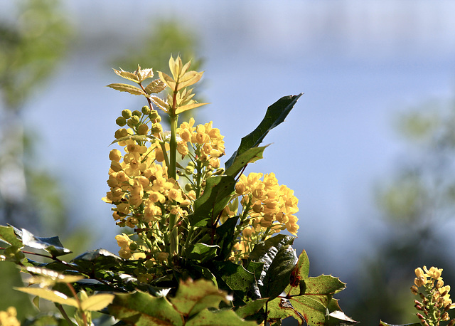 Mahonia