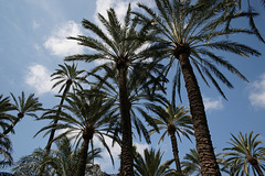 Palm Trees Of El Palmeral