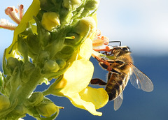Honigbiene an der Blüte einer Königskerze