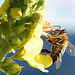 Honigbiene an der Blüte einer Königskerze