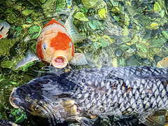 Koi Pond - Ala Moana Center