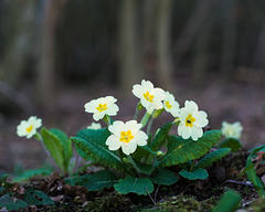 March 19: wild primroses