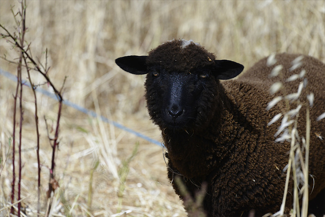 Penedos, Black lamb on blue rope