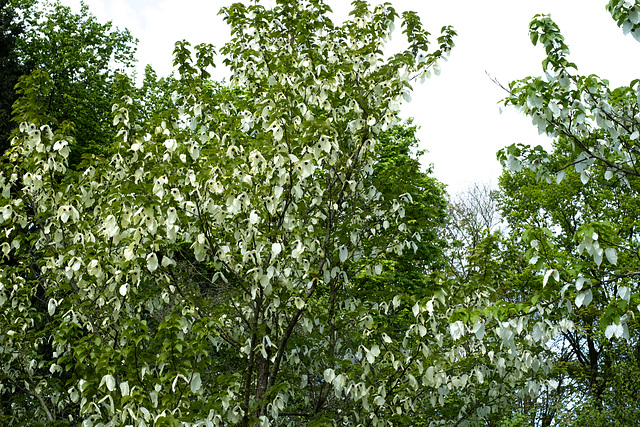 Blüten, die wie weiße Blätter aussehen