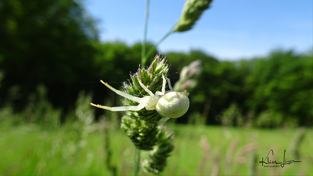 Krabbenspinne (Thomisidae)