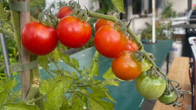 Tomatomania Tomatomania