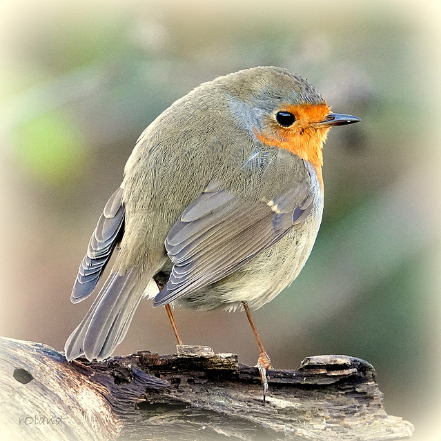 ROUGEGORGE FAMILIER, European Robin, (Erithacus rubecula)