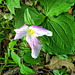 trilliums