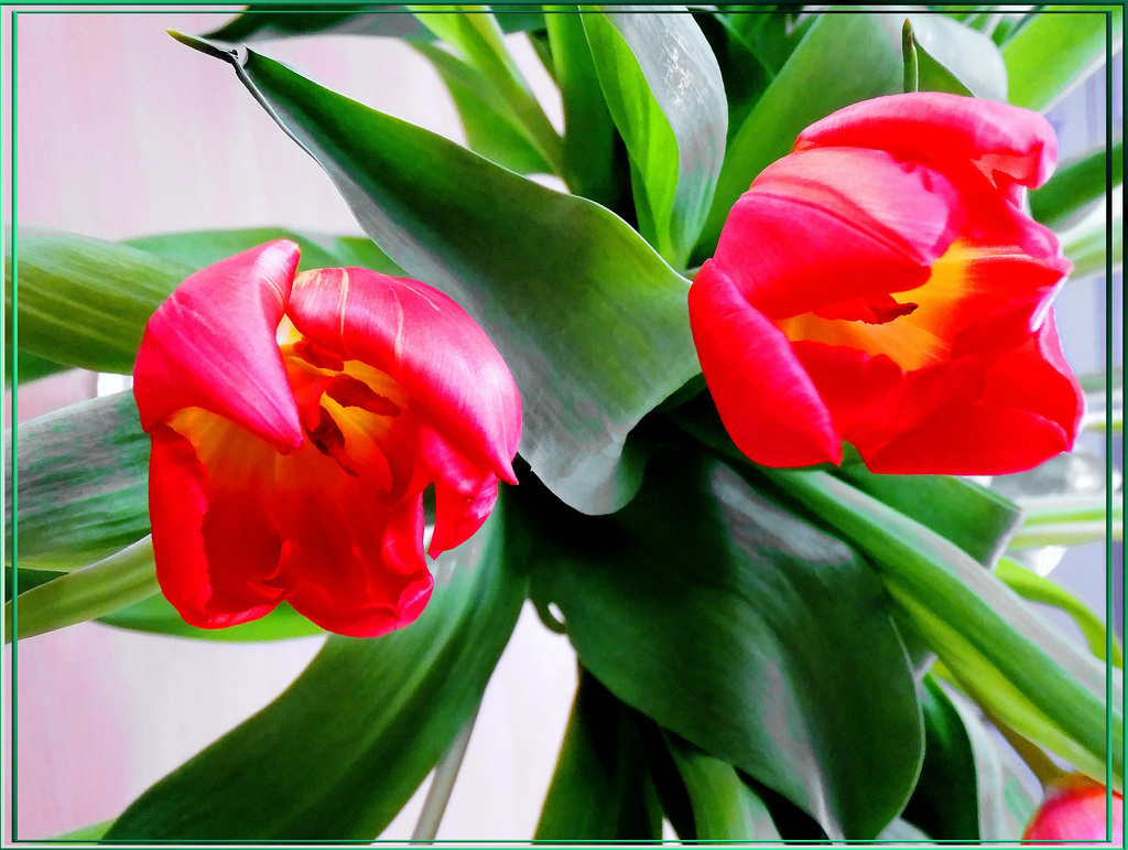 Tulpen von oben.  ©UdoSm