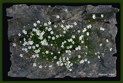 Steinplatte mit Feinenblumen