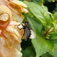 Sir Edmund Fly attempts the North Face of the Fuchsia