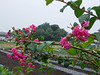 Crepe-Myrtle in the rain