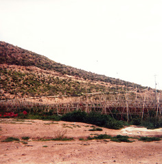 Tomatoes field " All you can eat " in Spain.