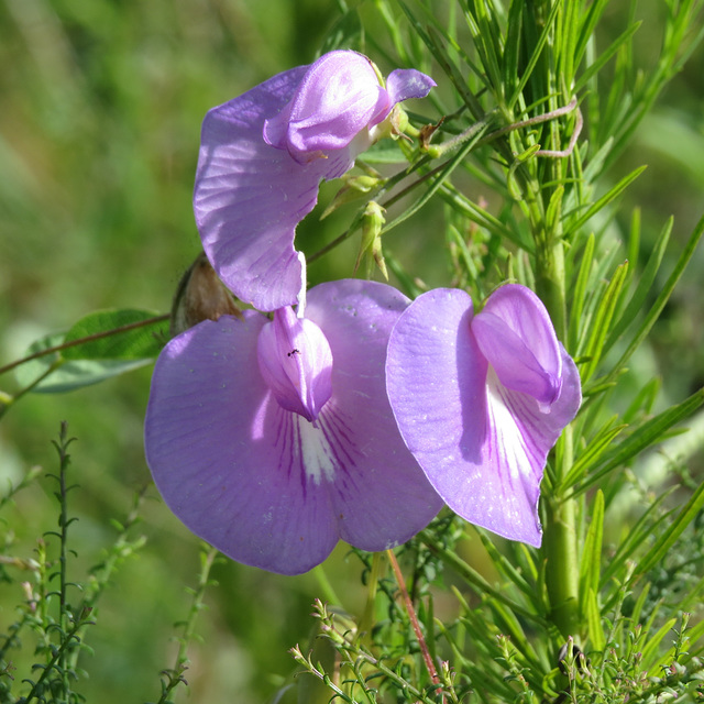 Centrosema virginianum