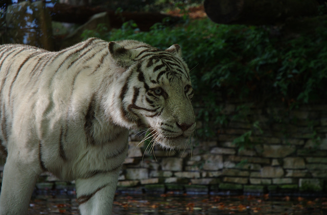 White tiger