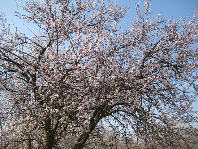 Frühling an der Muga / Katalonien.