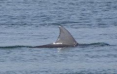 DSC05097a - boto-da-tainha Tursiops truncatus gephyreus, Cetaceae