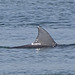 DSC05097a - boto-da-tainha Tursiops truncatus gephyreus, Cetaceae