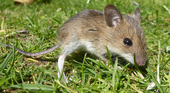 Junge Maus auf Erkundungstour