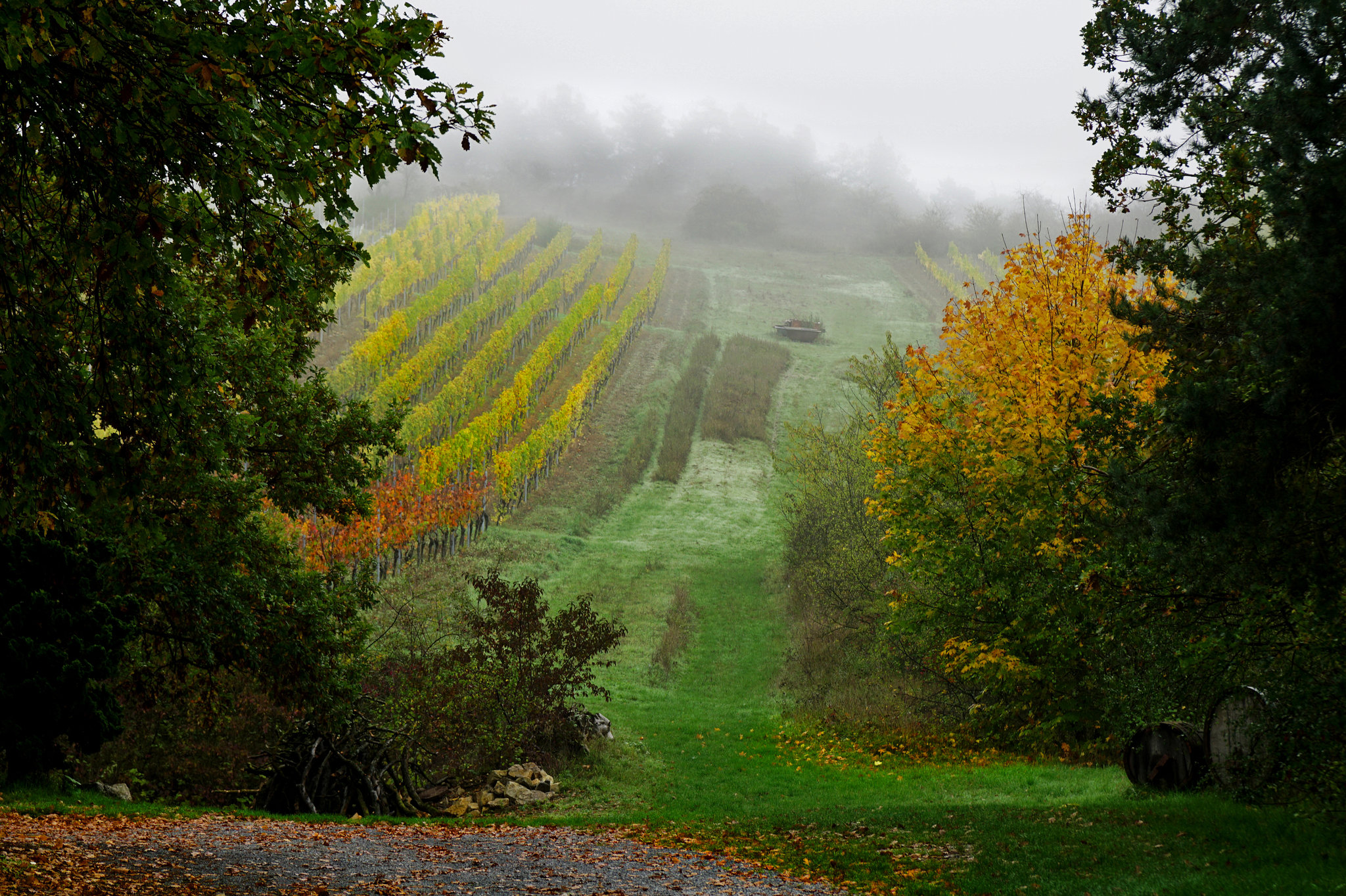 Der Nebel steigt, es fällt das Laub ... The mist rises, the leaves fall ...