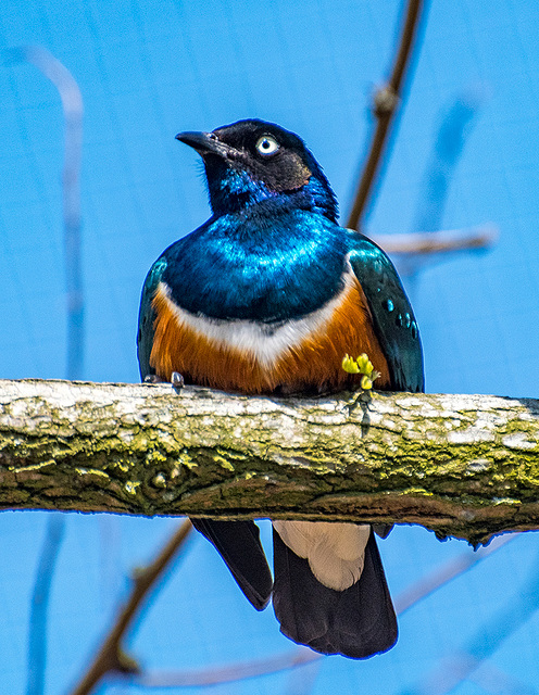 Superb starling