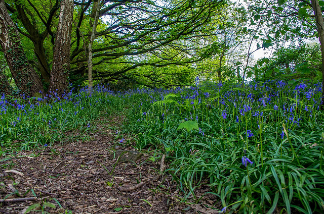 Bluebells at Rivacre Valley