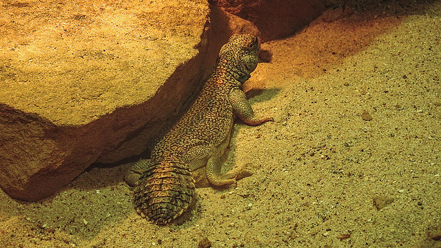 20200301 6502CPw [D~MS] Oman-Dornschwanzagame (Uromasty thomani), Zoo,  Münster
