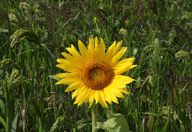 Sunflower