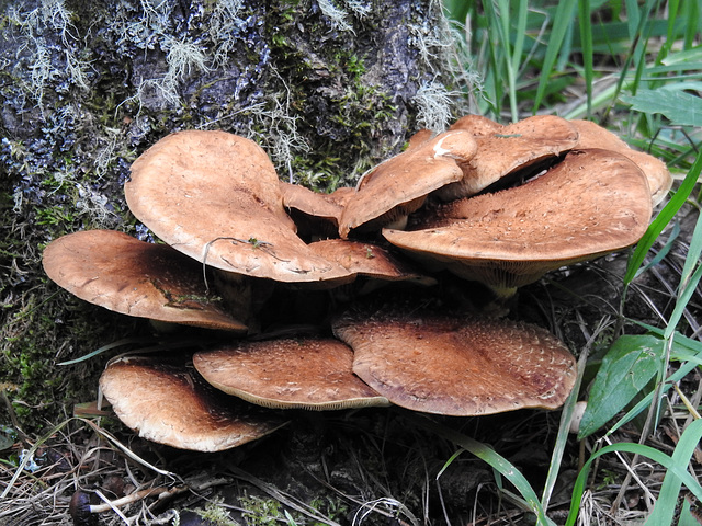 Fungus, Pringle Mt forest walk