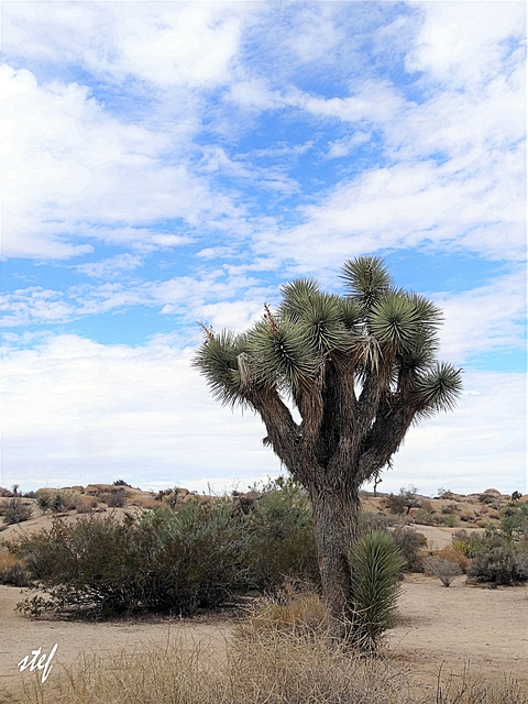 joshua tree