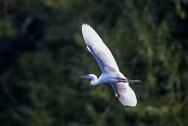 Little egret