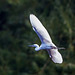 Little egret
