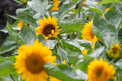 Sonnenblumen