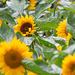 Sonnenblumen
