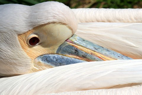 Pélican blanc