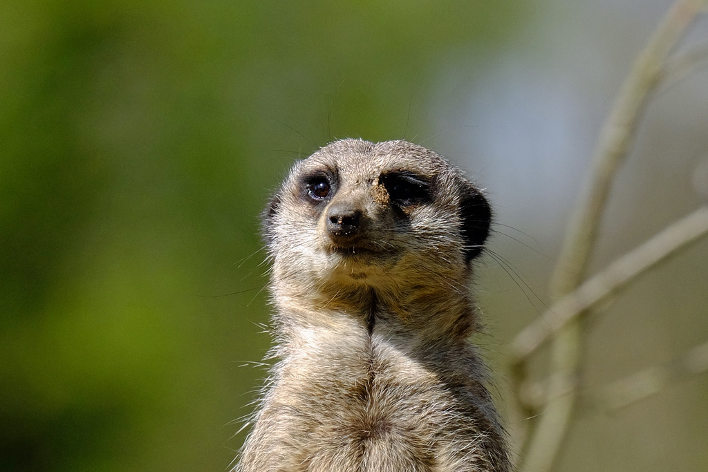 Marwell Zoo Meerkat 1 XT1