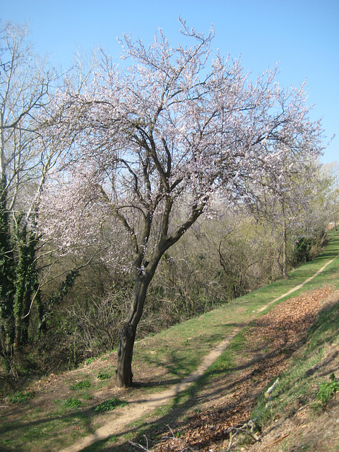 Frühling an der Muga / Katalonien.