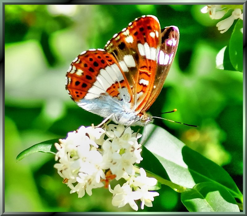 Kleiner Eisvogel (Limenitis camilla). ©UdoSm