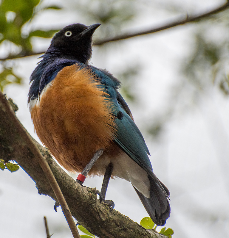 Superb starling2