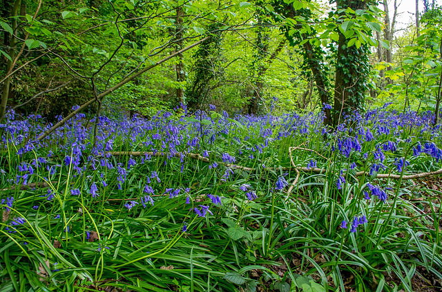 Bluebells at Rivacre Valley3