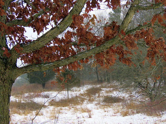 Winter oak